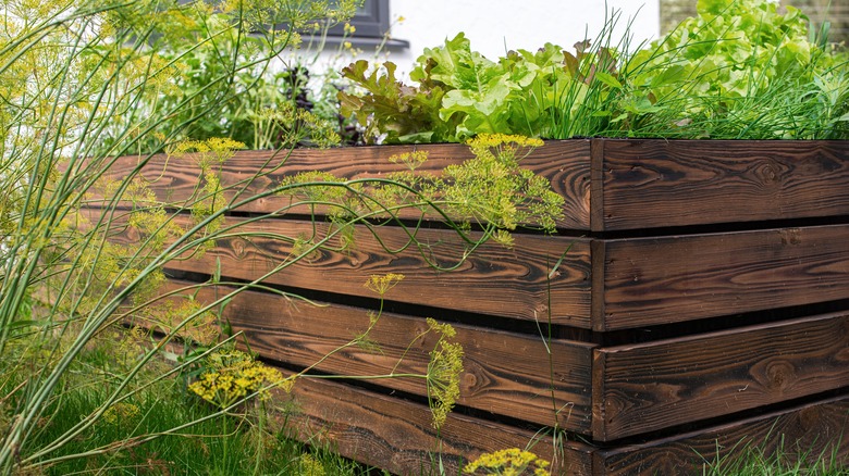 A corner angle of a raised wooden garden bed with plants