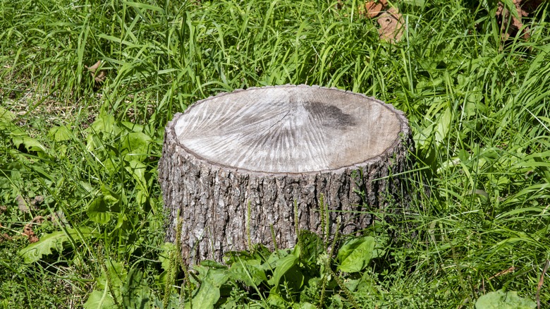 An old tree stump protruding from a lawn