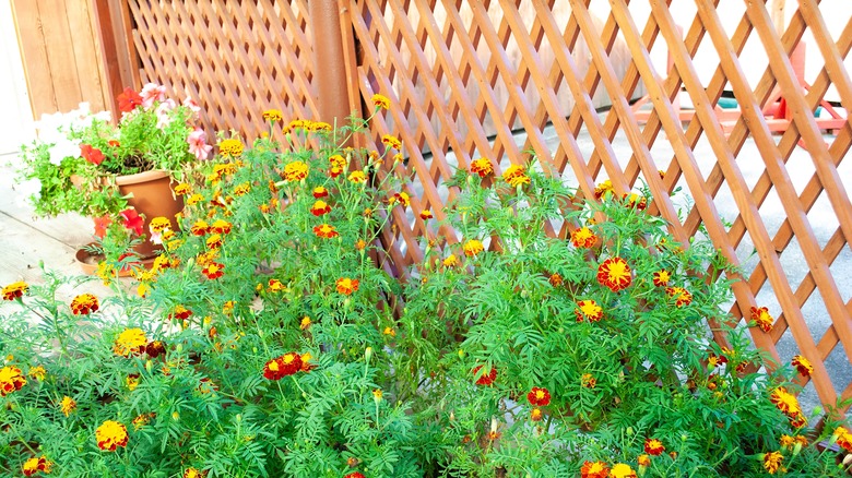 wood trellis panel privacy screen