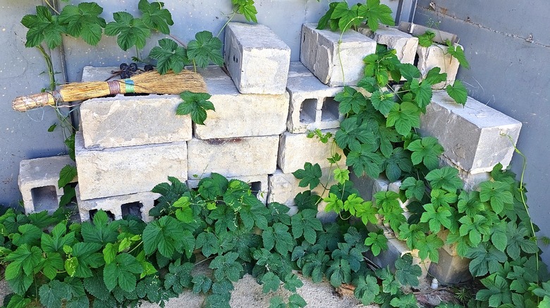 Stack of gray concrete blocks in a corner with vines growing over it