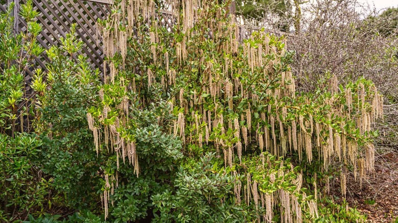 Silk tassel bush and other plants growing near wooden fence