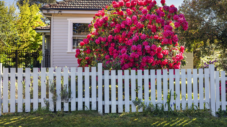 A white fence in a backyard