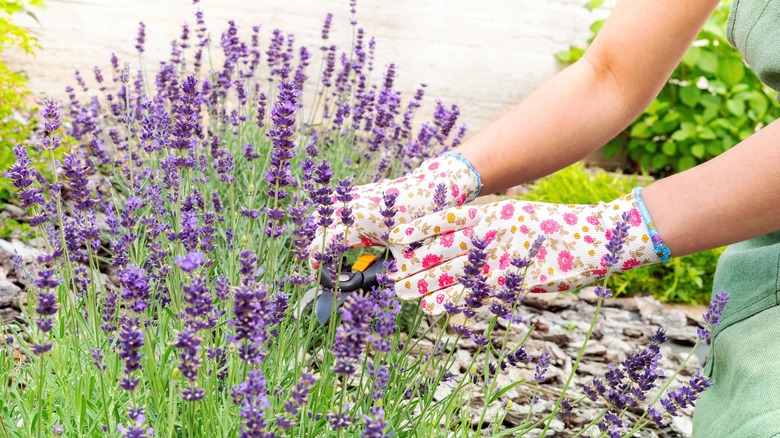 Person wearing gloves pruning lavender