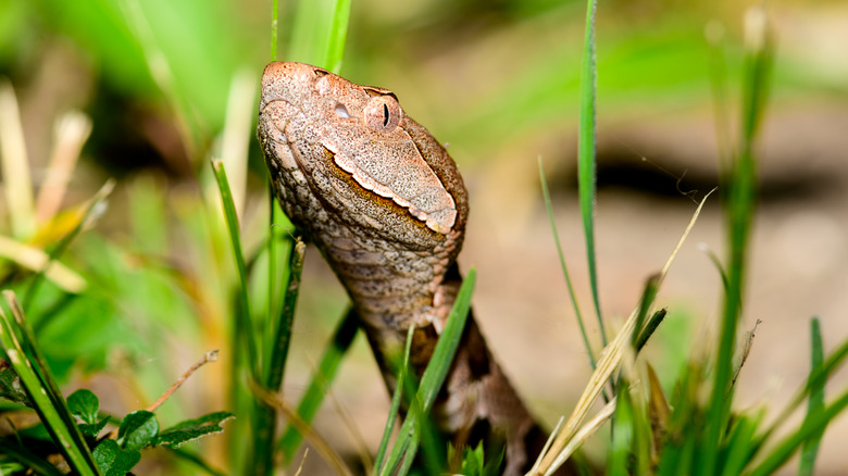 Eastern copperhead snake hiding among tall grasses