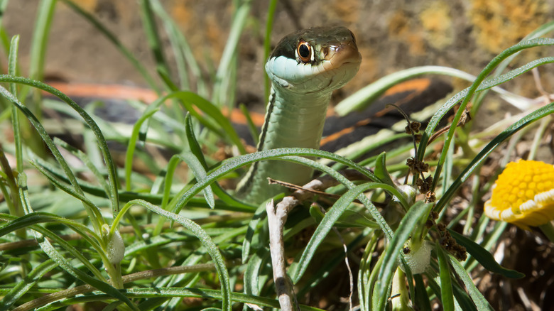 Ribbon snake hiding in grass