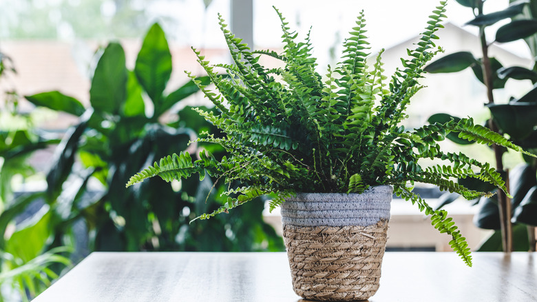 potted boston fern plant on table