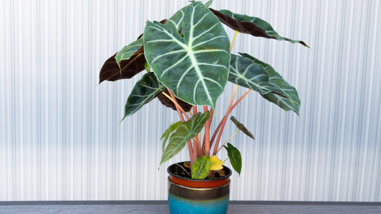 Alocasia 'Polly' planted in a ceramic pot