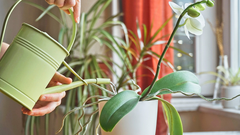 Hands holding a can to water an orchid plant indoors