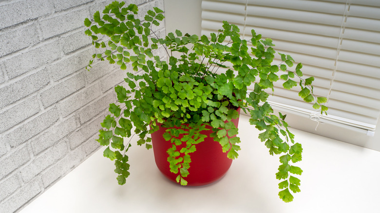 Maidenhair fern houseplant in a red pot