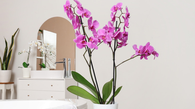 Pink flowers on an indoor orchid plant