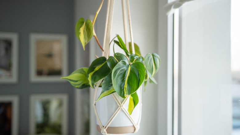 Philodendron Brasil growing in a white hanging pot