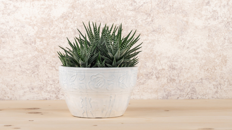 Haworthia succulent in a white pot on a wooden shelf