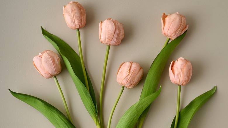 Pink artificial tulips against a beige background