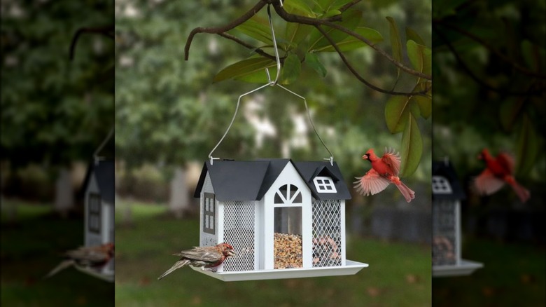 A cardinal and finch visiting a bird feeder in a yard