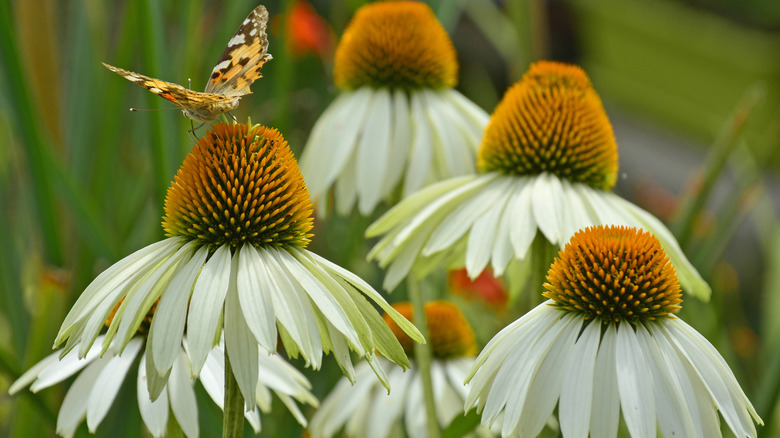 white Echinacea and butterfly