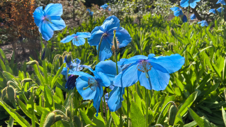 Flowering Himalayan blue poppy plants grow in a large garden bed.