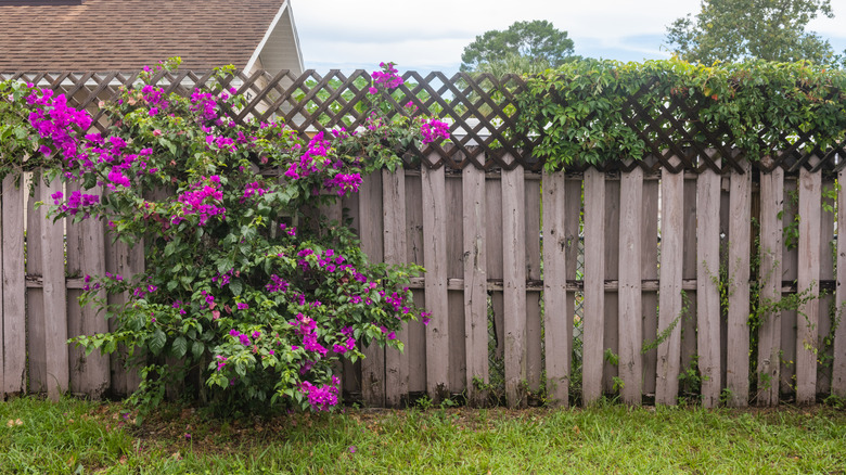 Backyard fence with greenery