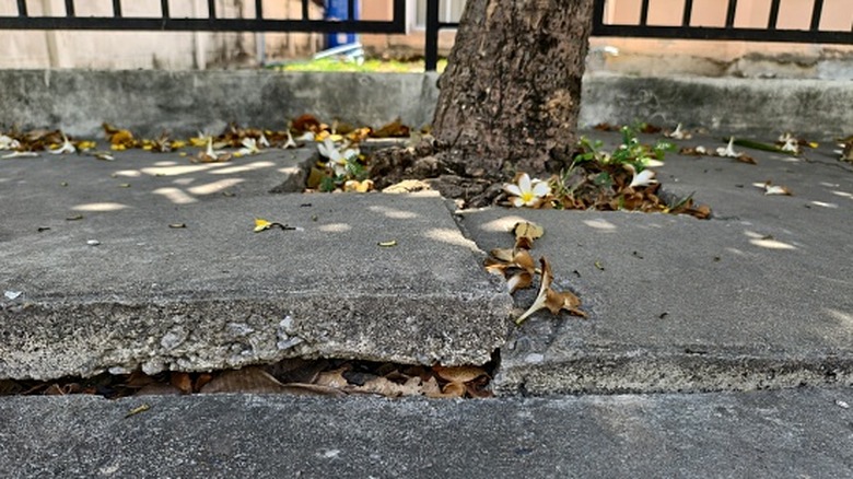A footpath damaged by expansion of tree roots