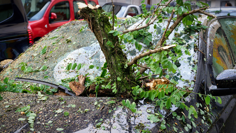 Tree branch fallen on car window