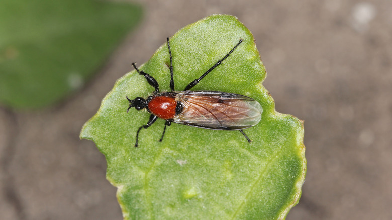 lovebug resting on a leaf