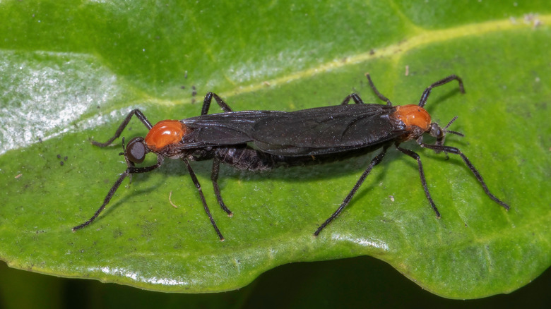 two lovebugs mating on leaf