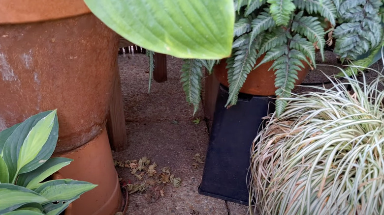 Two plants are propped up by old nursery pots being used as plant risers.