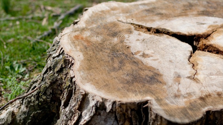 Close up of an old tree stump with cracks in the center