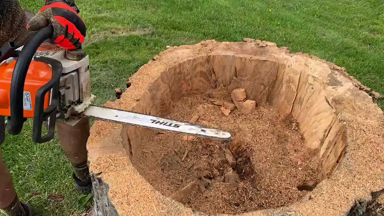 Man holding a chainsaw over a freshly hollowed out tree stump