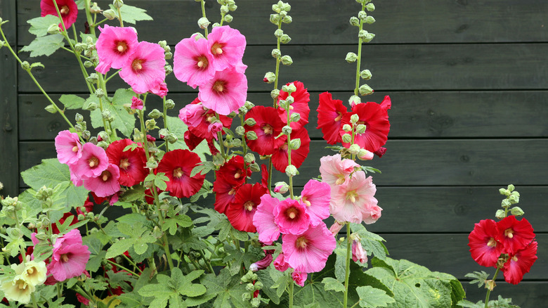 Hollyhock: Everything You Should Know Before Planting