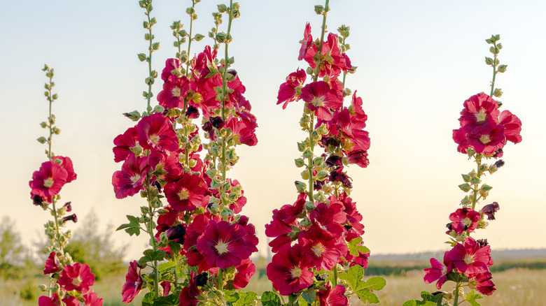 Group of red hollyhocks