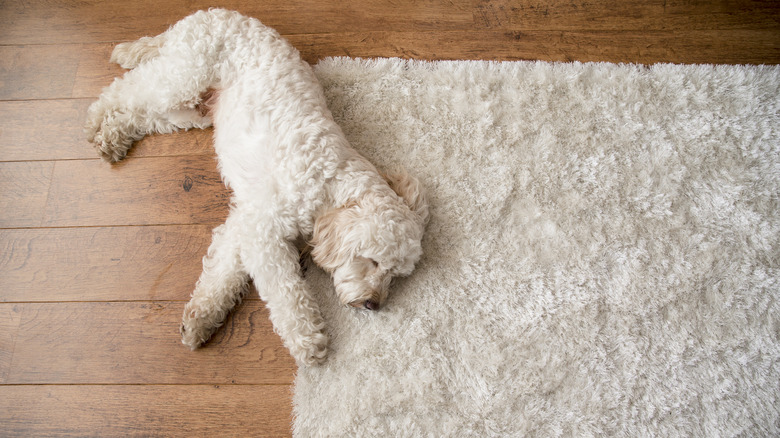 A dog lying on a fluffy rug