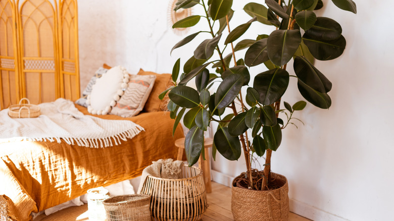fringed bedcover