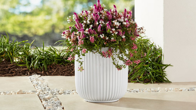white rfluted plante with pink flowers in it