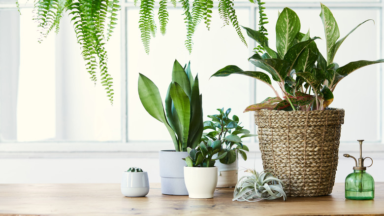 house plants on counter