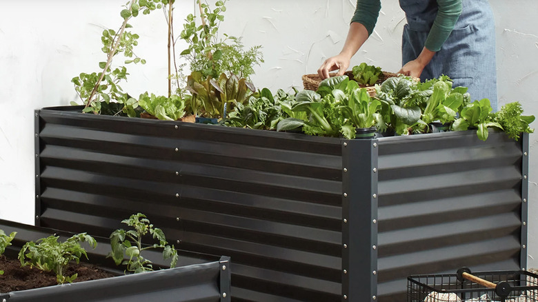 A woman gardening in a steel raised garden bed