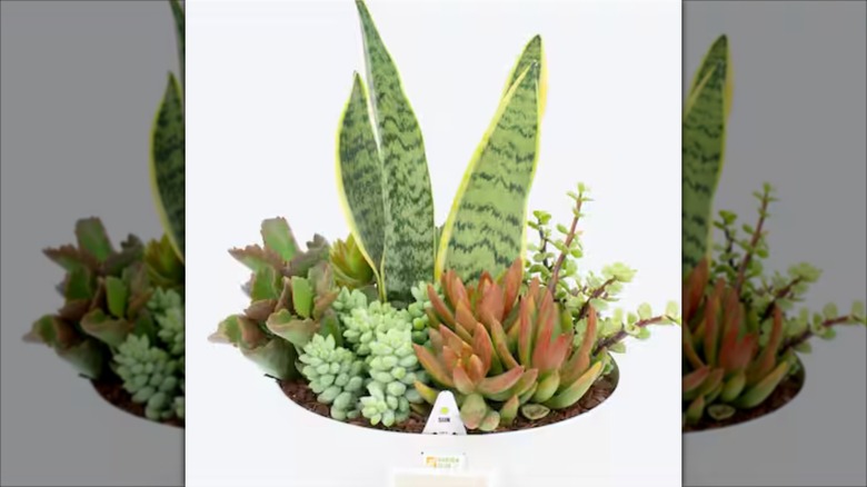 A planter with succulents and a snake plant
