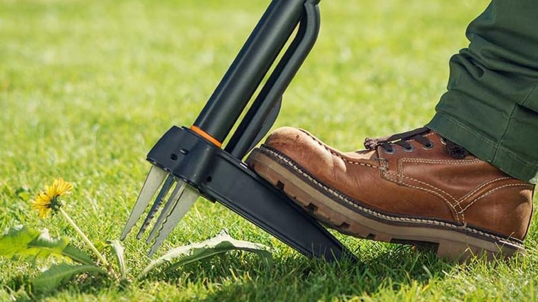 Faskar's 34-inch standing weed puller with a dandelion