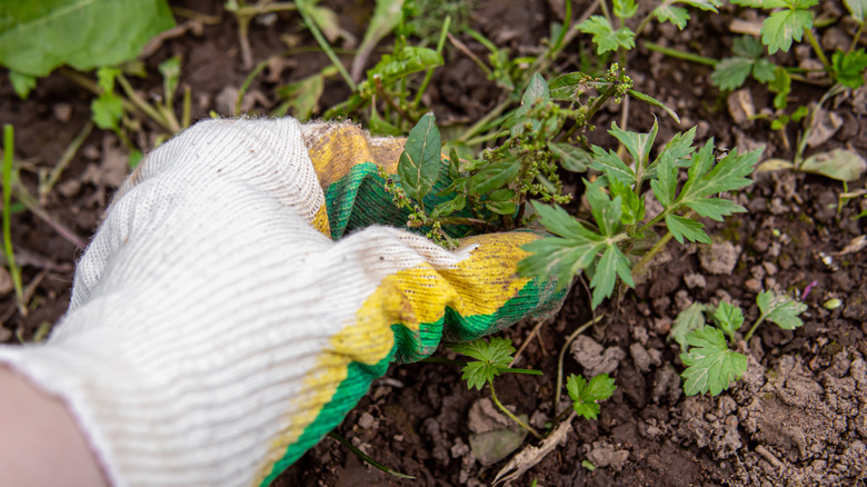 A gardener hand pulling weeds