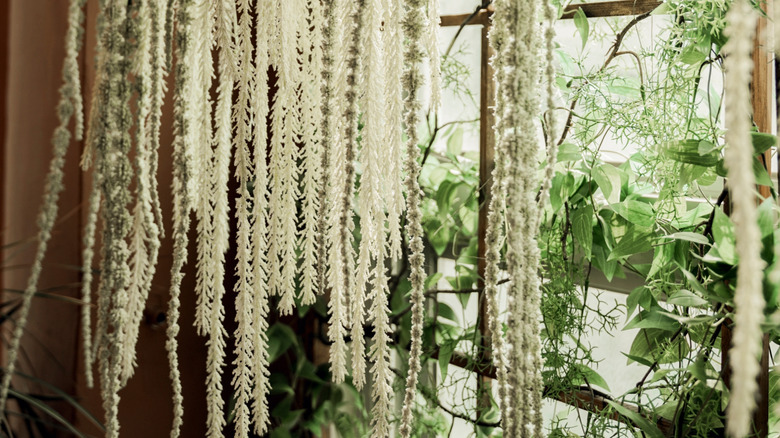 Various houseplants hanging in front of a window in a home.