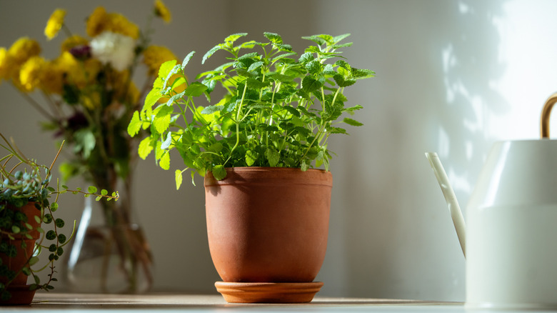 Potted lemon balm on display