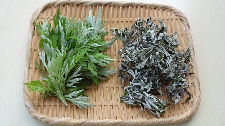 Fresh and dried mugwort on a tray