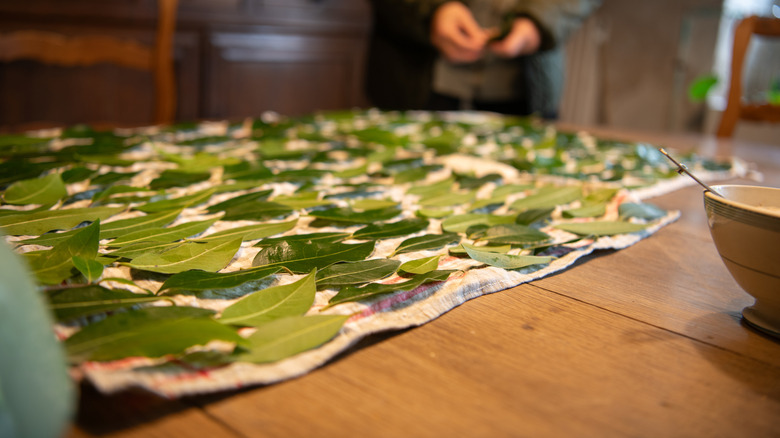 Fresh bay leaves drying on a table