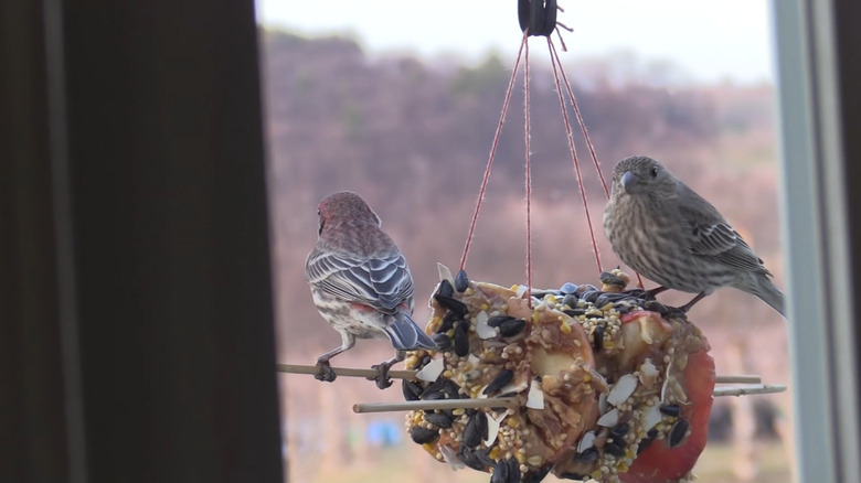 A bird sits on a treat made up of apple pieces and seed.