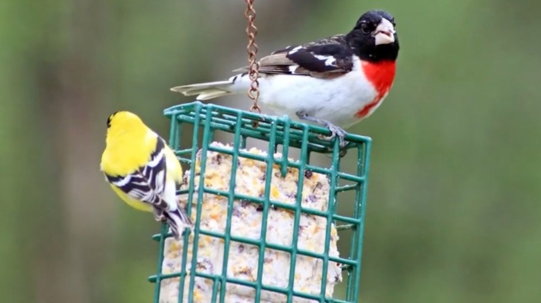Two birds perch on a feeder with a suet cake.
