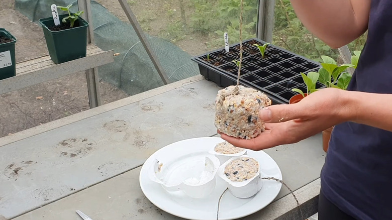 Someone's hand holding up a fat ball for birds.