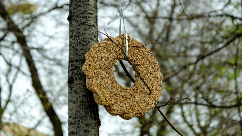 A bird under a branch reaches toward a hanging seed ornament.