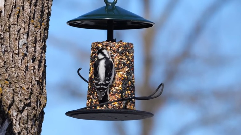 A black and white bird perches on a seed log in a feeder.