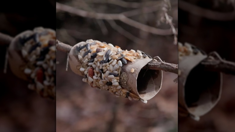 A toilet paper roll covered in peanut butter and seed sits on a branch.