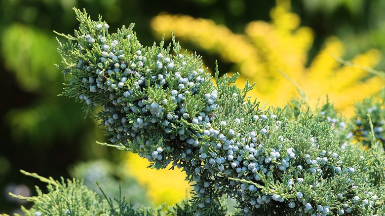 Close up view of an eastern red cedar tree with berries