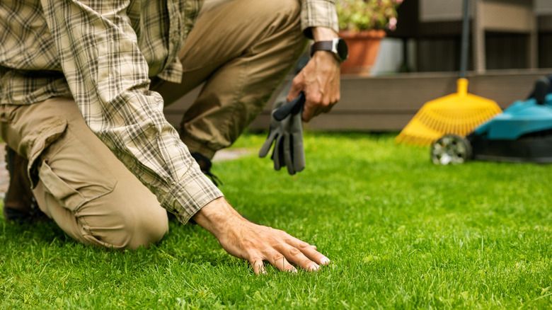 A man touching short green grass.